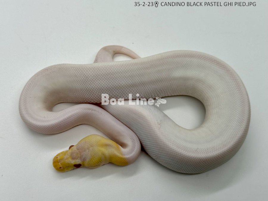 CANDINO BLACK PASTEL GHI PIED